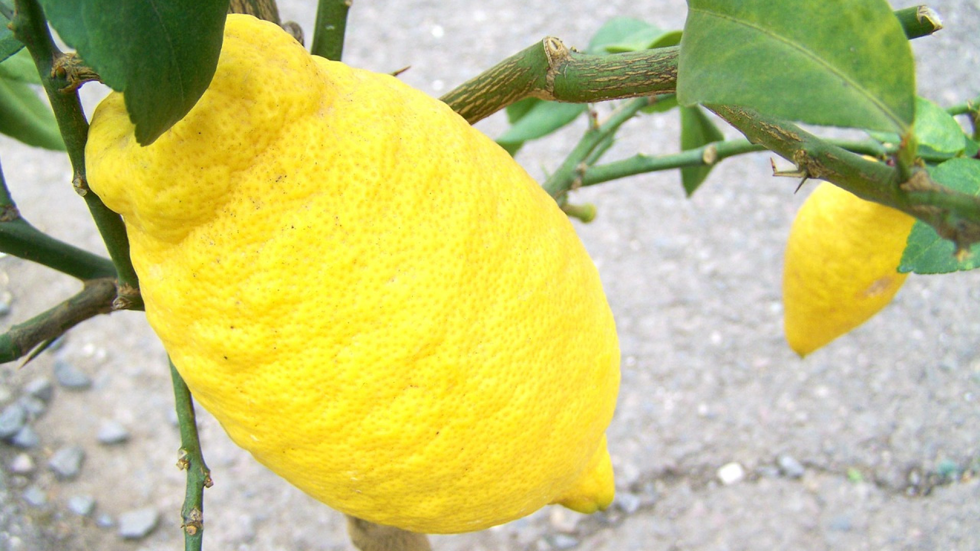Le citron est-il un brûleur de graisse idéal ?